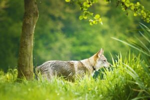 Чехословацкий влчак в лесу Чехословацкий влчак: фото