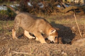 Чехословацкий волчак щенок Чехословацкий влчак щенок
