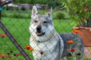 Чехословацкая волчья собака Порода собак чехословацкий влчак