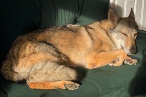 Чехословацкий волчак лежит на диване Чехословацкий влчак лежит на диване