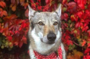 Фото чехословацкого влчака Портрет чехословацкого влчака