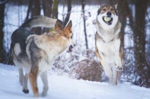 Словацкие влчаки Словацкие влчаки зимой