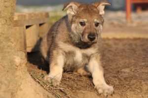 Щенок чехословацкого влчака Маленький щенок чехословацкого влчака