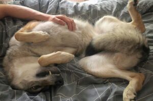 Чехословацкая волчья собака катается на диване Влчак чехословацкий катается на диване