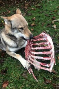 Чехословацкая волчья собака грызет кости с мясом Чехословацкий влчак грызет кости с мясом