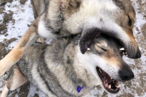 Чехословацкие влчаки игры Игры чехословацких влчаков