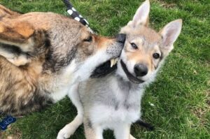 Чехословацкий влчак со щенком Чехословацкая волчья собака со щенком