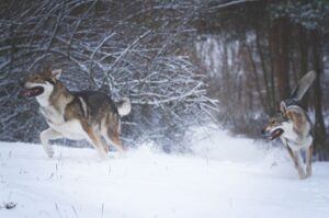 Чехословацкие влчаки Чехословацкие влчаки зимой