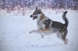 Чешская волчья собака бежит по снегу Порода собак чехословацкий влчак: зимнее фото