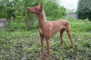 Порода фараонова собака Фараонова собака особенности