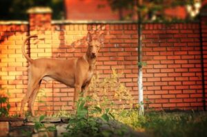 Красивое фото фараоновой собаки Фараонова собака – профессиональное фото
