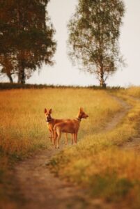 Фараоновы собаки Две фараоновы собаки