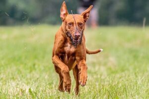 Бегущая фараонова собака Фараонова собака быстро бежит