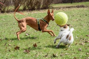 Фараонова собака играет с мячом Фараонова собака играет на лужайке