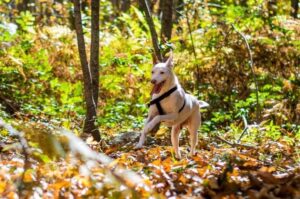 Белая фараонова собака в осеннем лесу Фараонова собака альбинос в осеннем лесу