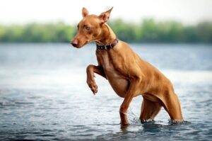 Фараонова собака в реке Фараонова собака в воде