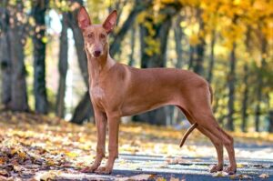 Фараонова собака фото Фото фараоновой собаки