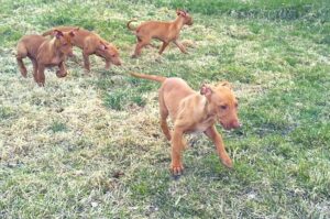 Щенки фараоновой собаки Щенки породы фараонова собака