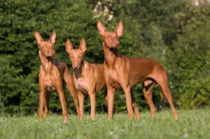 Три фараоновых собаки Фараоновы собаки: фото