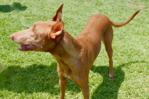 Щенок фараоновой собаки Фараонова собака щенок