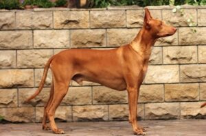 Мальтийская фараонова собака Собака фараонова