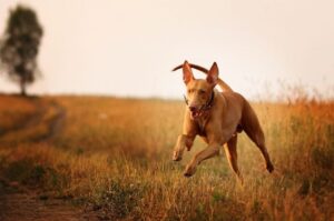 Фото бегущей фараоновой собаки Красивое фото бегущей фараоновой собаки