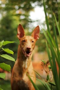 Фараонова собака: фото крупным планом Фараонова собака: фотография