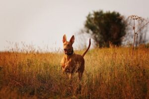 Фараонова собака: информация о породе Фараонова собака: информация