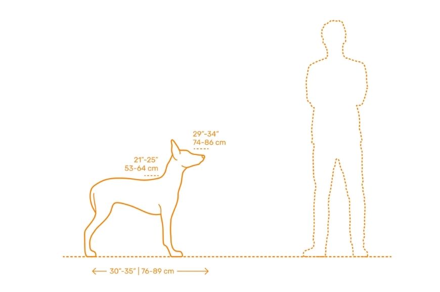 Размеры фараоновых собак