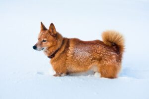 Финский шпиц в глубоком снегу Собака финский шпиц в глубоком снегу