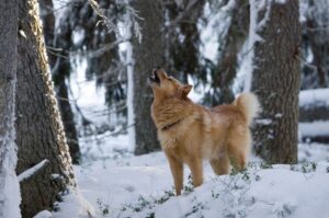 Финский шпиц зимой Финский шпиц зимнее фото