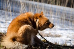 Финский шпиц чешет за ухом Собака породы финский шпиц чешет за ухом