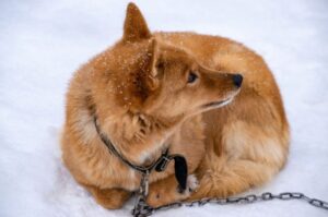 Финский шпиц лежит на снегу Финский шпиц на снегу
