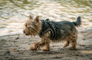 Шотландский керн Особенности породы керн-терьер