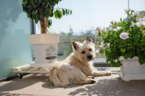 Керн-терьер: фото Керн-терьер: красивое фото