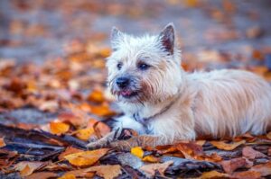 Порода керн-терьер Шотландская порода керн-терьер