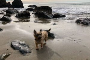 Керн-терьер на берегу океана Собака породы керн-терьер на берегу океана