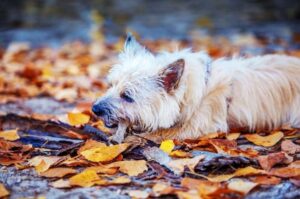 Керн-терьер в осенних листьях Собачка керн-терьер в осенних листьях