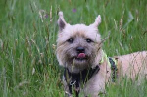 Керн-терьер в траве Фото керн-терьера в траве