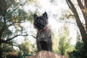 Портрет керн-терьера Красивый керн-терьер