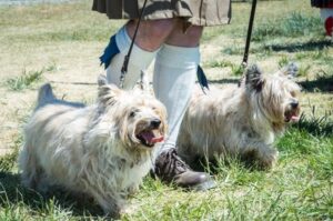 Два керн-терьера на прогулке Шотландские керн-терьеры на прогулке