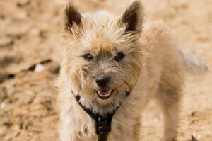 Пшеничный керн-терьер Пшеничный керн-терьер: фото