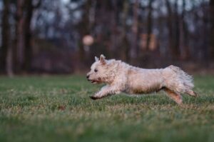 Бегущий керн-терьер Бегущая собака породы керн-терьер