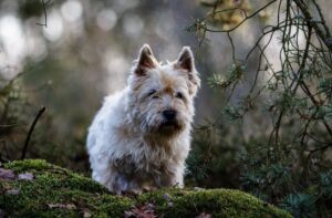 Фото керн-терьера в лесу Керн-терьер в лесу