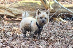 Собачка керн-терьер Собачка породы керн-терьер