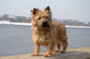 Фото керн-терьера Фотография керн-терьера