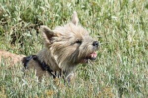 Пшеничный керн-терьер в траве Пшеничный керн-терьер: красивое фото