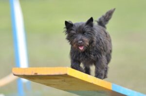 Керн-терьер: дрессировка Керн-терьер на занятиях