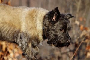 Любопытный керн-терьер Любопытная собака породы керн-терьер