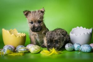 Щенки керн-терьера Два миленьких щенка керн-терьера